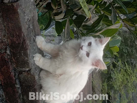 Pure Persian